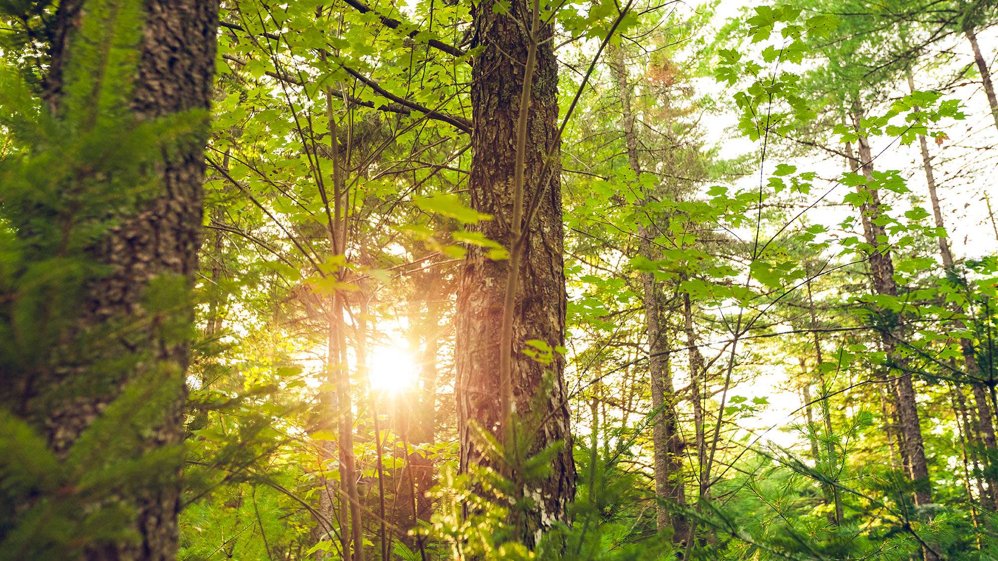 Wooded area in Maine